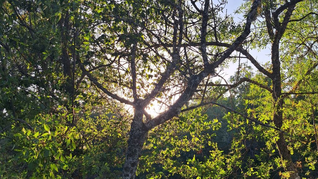 El paradigma de la&nbsp;vulnerabilidad