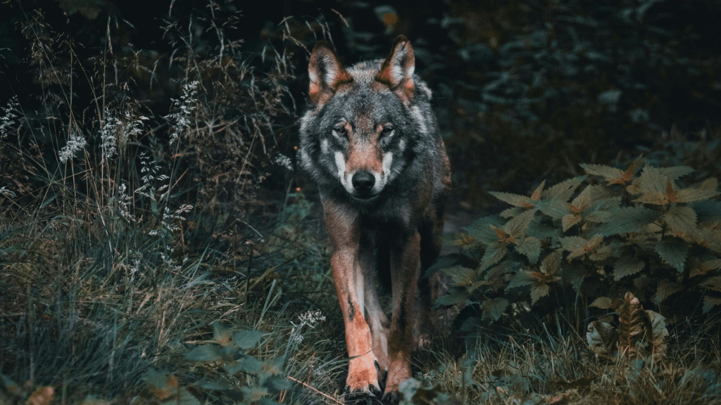 La red de&nbsp;Morfeo