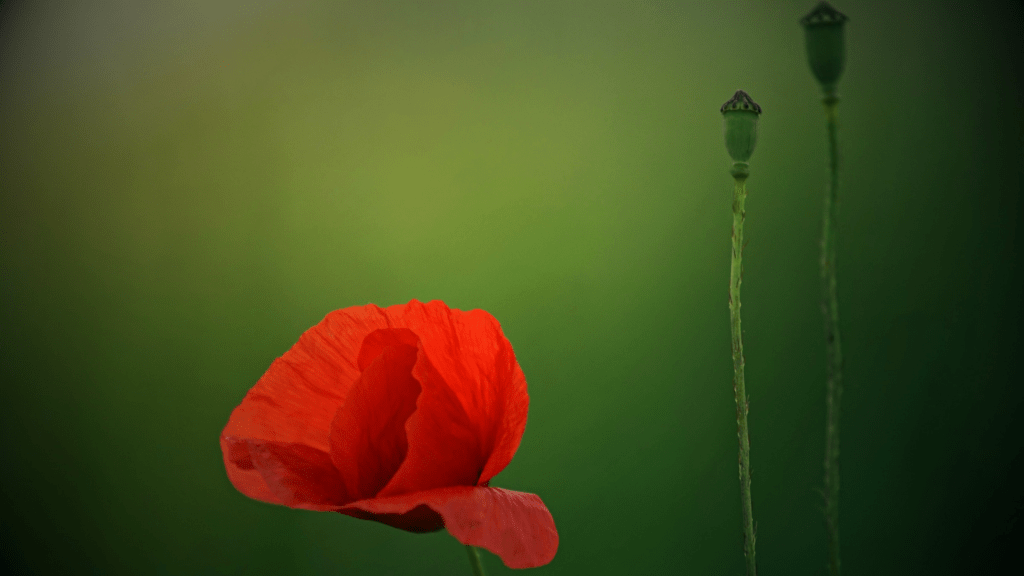 Se comió mis&nbsp;pétalos